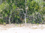 Endangered Key deer